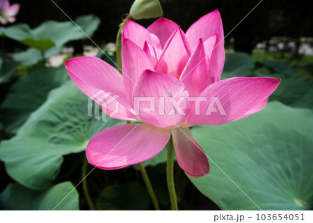 lotus 103654051