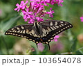 キアゲハとピンクの花 103654078