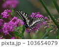キアゲハとピンクの花 103654079