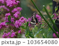 キアゲハとピンクの花 103654080