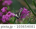 キアゲハとピンクの花 103654081