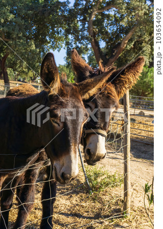 Brown Catalan donkey in a beige bridle with long hair on his ears Brown Catalan donkey in a beige bridle with long hair on his ears 103654092