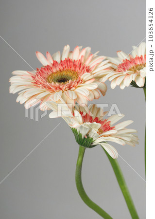 Yellow - pink gerberas on a light gray background Yellow - pink gerberas on a light gray background 103654126