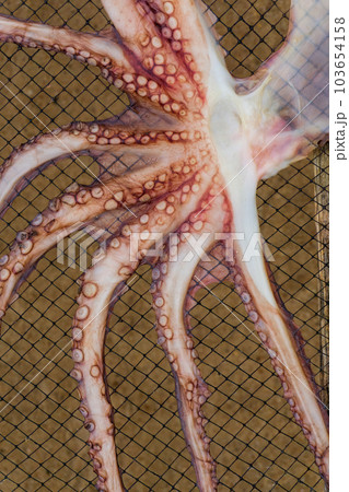 Octopus dries on a net Octopus dries on a net 103654158