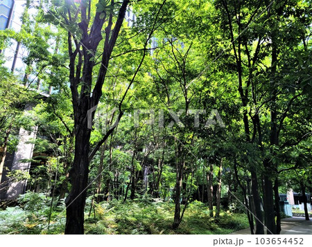 東京・大手町の森 103654452