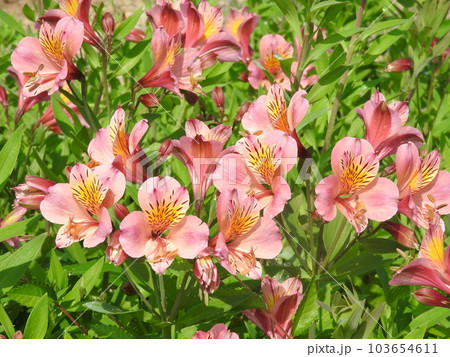 花束やフラワーアレンジに多く利用される「アルストロメリア」 花束やフラワーアレンジに多く利用される「アルストロメリア」 103654611