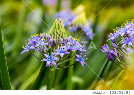 Portuguese Squill Beautiful peruvian lily (scilla peruviana) flower in spring garden Purple bulbous plant in bloom against green natural background. Macro flowers. Floral postcard. Botany horticulture Portuguese Squill Beautiful peruvian lily (scilla peruviana) flower in spring garden Purple bulbous plant in bloom against green natural background. Macro flowers. Floral postcard. Botany horticulture 103655395