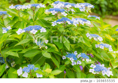 飛鳥山公園の紫陽花 飛鳥山公園の紫陽花 103655535