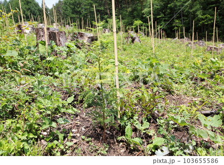 杉の伐採地へ新たな苗の植林 杉の伐採地へ新たな苗の植林 103655586