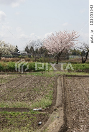 満開の一本桜とあぜ道の風景 満開の一本桜とあぜ道の風景 103655642