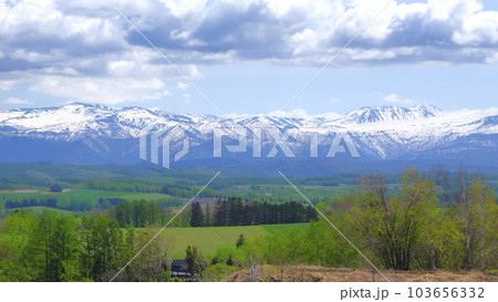 美瑛町ケンとメリーの木からのトムラウシ山方向1 103656332