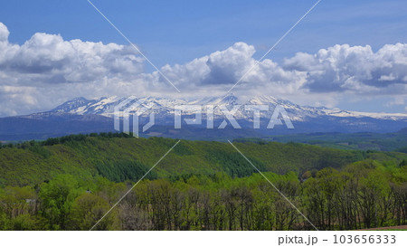 美瑛町ケンとメリーの木からの旭岳方向1 103656333