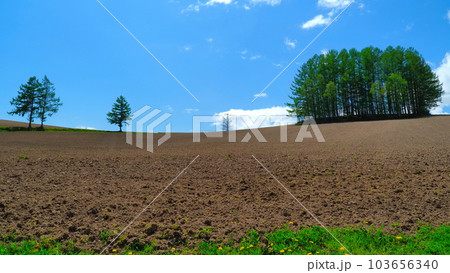 美瑛町マイルドセブンの丘24 103656340