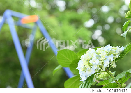 紫陽花と遊具 紫陽花と遊具 103656455