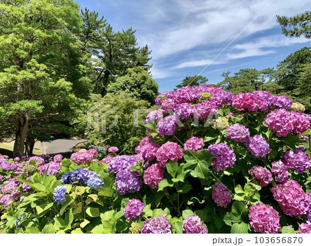 満開の紫陽花(ピンク)〈東公園/愛知県岡崎市〉 103656870