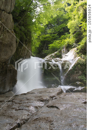 新緑の尾白川渓谷 103656914