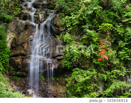 新緑の尾白川渓谷 新緑の尾白川渓谷 103656918