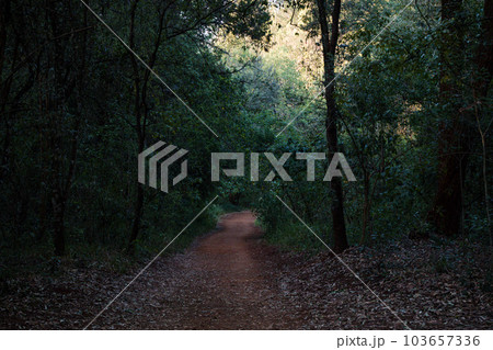 Rough Road Inbetween Trees At Karura Forest Sigiria Gate Rough Road Inbetween Trees At Karura Forest Sigiria Gate 103657336
