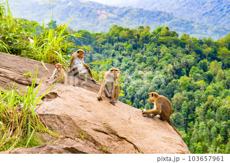 monkeys on a sheer cliff in the wild nature of Sri Lanka. 103657961