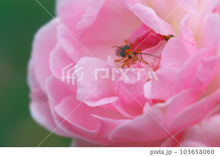 ピンクのバラとカミキリモドキ 昆虫 ピンクのバラとカミキリモドキ 昆虫 103658060