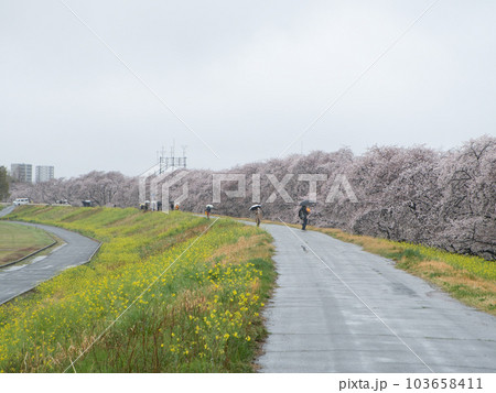 雨の熊谷桜堤 103658411