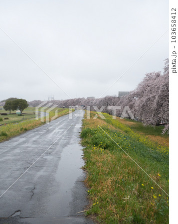 雨の熊谷桜堤 雨の熊谷桜堤 103658412