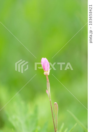 ピンク小花 ピンク小花 103658421