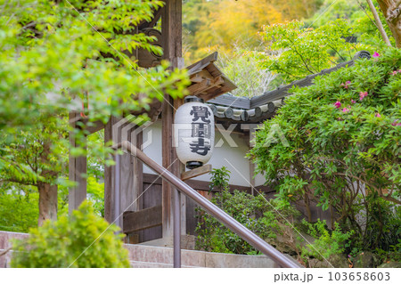 【神奈川県】新緑に包まれる覚園寺の山門　※撮影協力「覚園寺」プロパティリリース取得済 103658603