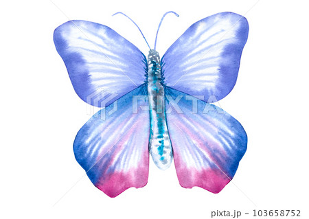 Butterfly watercolor illustration. Cute butterfly for postcards, covers, invitations Butterfly watercolor illustration. Cute butterfly for postcards, covers, invitations 103658752