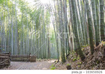 美濃田　竹林街道 103658926