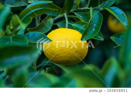 甘夏ミカン(観光スポット)熊本県水俣・津奈木町の特産品 103658951