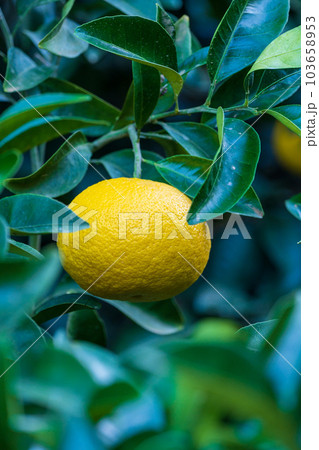 甘夏ミカン(観光スポット)熊本県水俣・津奈木町の特産品 甘夏ミカン(観光スポット)熊本県水俣・津奈木町の特産品 103658953