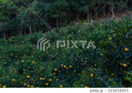 甘夏ミカン(観光スポット)熊本県水俣・津奈木町の特産品 103658955