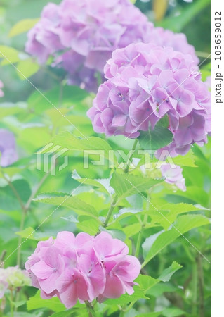緑の葉が美しい梅雨の紫陽花の花 縦 103659012