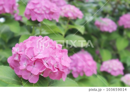 梅雨入りのピンクのアジサイの花のアップ 103659014