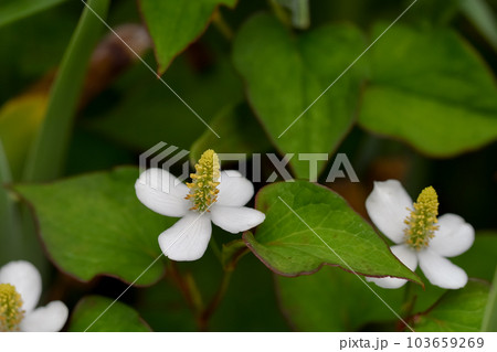 ドクダミ 103659269