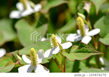 ドクダミ 103659270