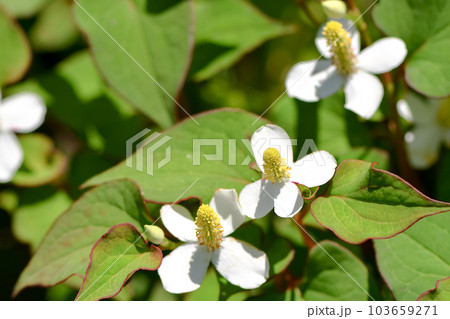 ドクダミ 103659271