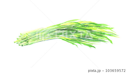 水彩で描いた大麦若葉のイラスト 水彩で描いた大麦若葉のイラスト 103659572
