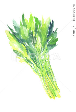 水彩で描いた明日葉のイラスト 水彩で描いた明日葉のイラスト 103659576