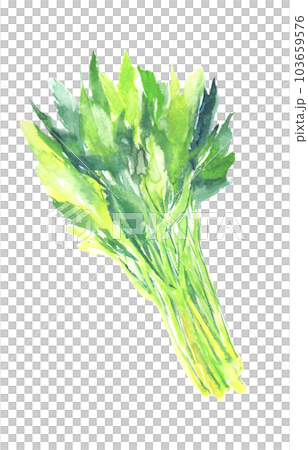 水彩で描いた明日葉のイラスト 水彩で描いた明日葉のイラスト 103659576