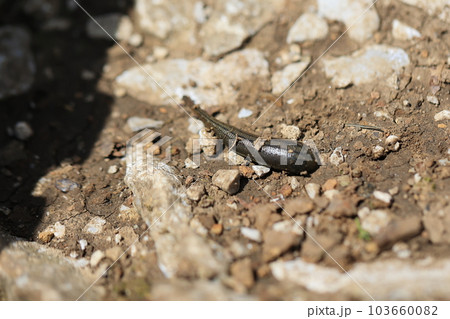 山ビル（ヤマビル） 103660082