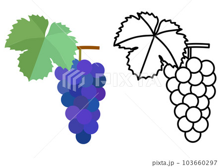 ブドウのフラットスタイルのカラーイラストと線画のセット ブドウのフラットスタイルのカラーイラストと線画のセット 103660297