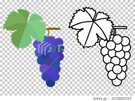 ブドウのフラットスタイルのカラーイラストと線画のセット ブドウのフラットスタイルのカラーイラストと線画のセット 103660297