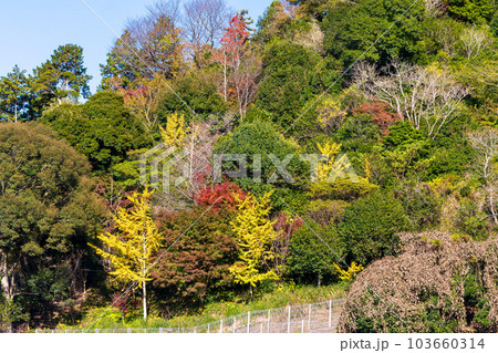 秋の紅葉に映える大断崖「重盤岩」（ちょうはんがん）つなぎ温泉　四季彩　津奈木町 103660314
