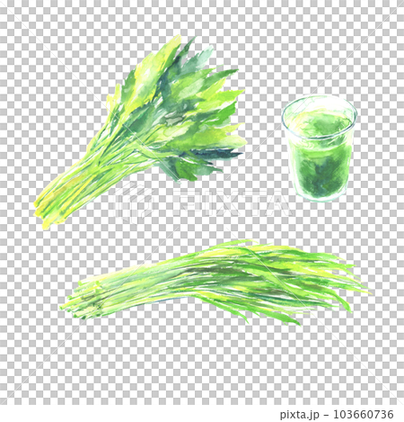 Illustration of tomorrow's leaf, young barley leaf and green juice drawn by watercolor 103660736