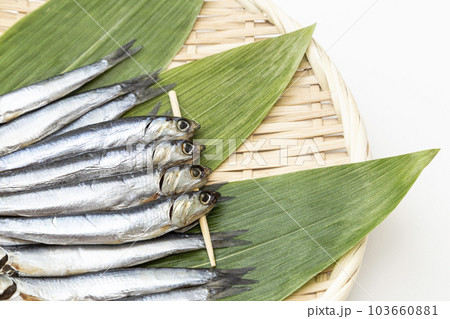 めざし　白バック 103660881