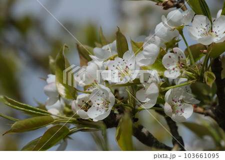 ヤマナシの花 ヤマナシの花 103661095