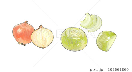 水彩風 玉ねぎのスライス イラスト 水彩風 玉ねぎのスライス イラスト 103661860