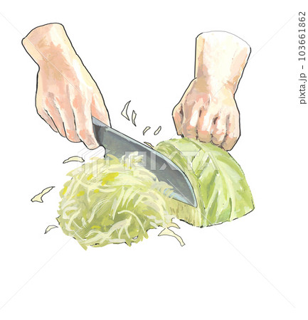 キャベツを包丁で千切りのイラスト素材 [103661862] - PIXTA